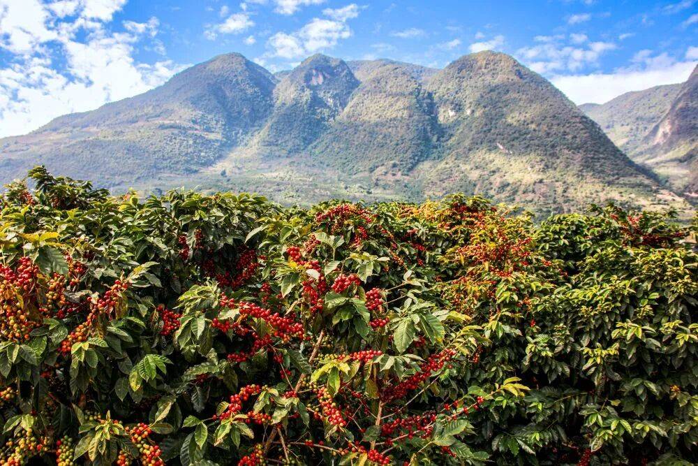 咖啡 菜场里品拿铁 云南把“金豆子”玩出新花样mg不朽情缘游戏试玩人民日报整版力荐！雪山下喝(图2)