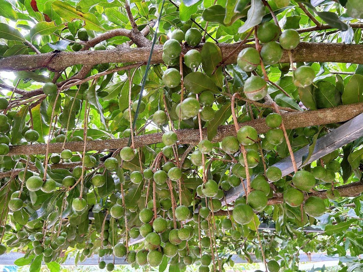 色农业从“种得好”到“卖得俏”不朽情缘正版云南临沧：高原特(图2)