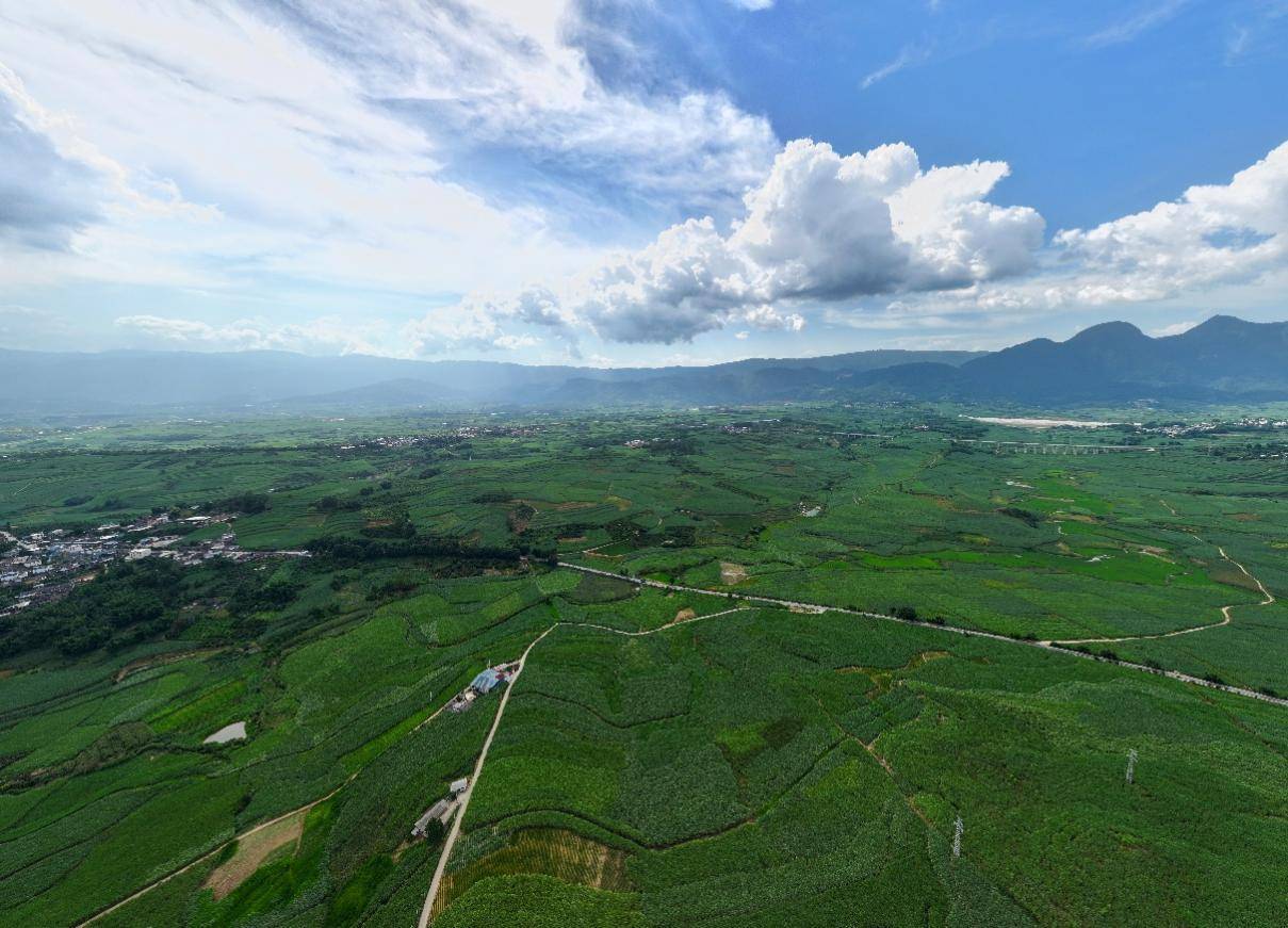 色农业从“种得好”到“卖得俏”不朽情缘正版云南临沧：高原特(图3)